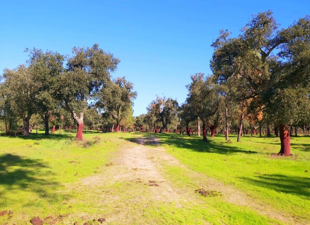 Casas Herdade Do Convento Da Serra Almeirim Exterior photo